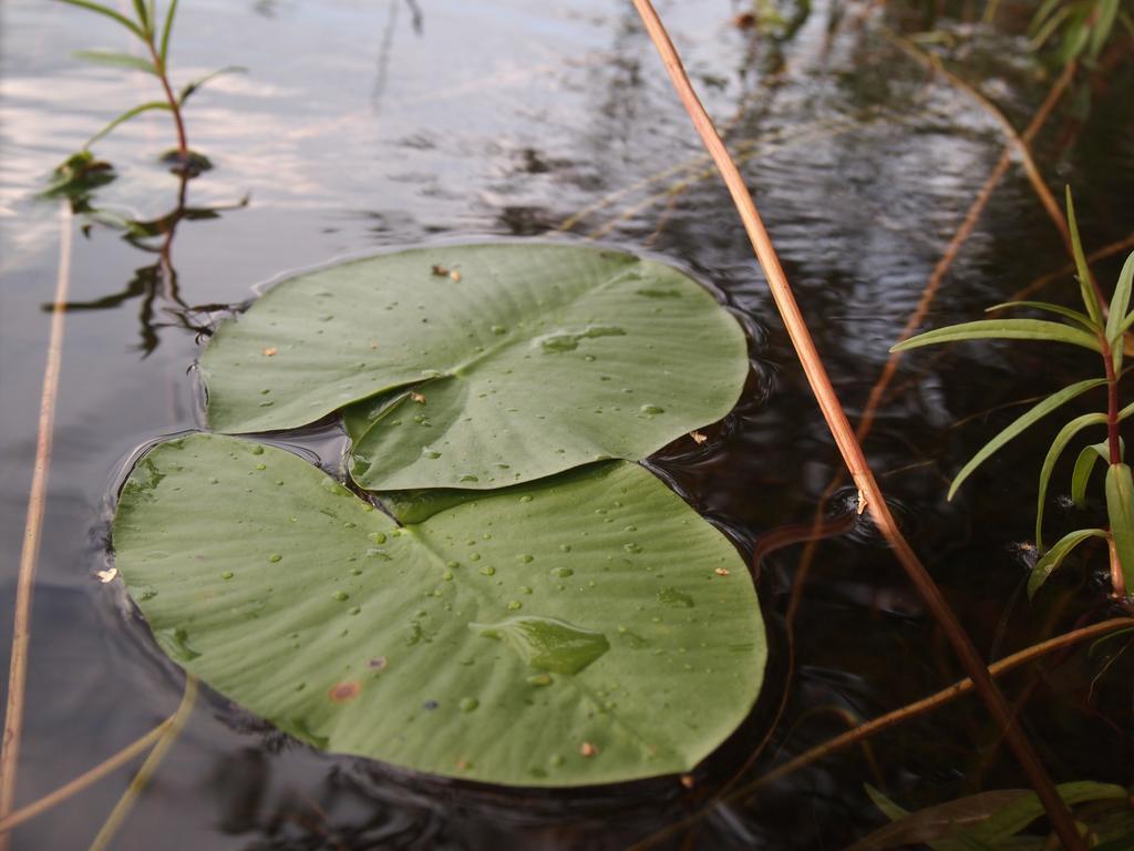 Kuoreksenniemi Villas & Lakehouse 普马拉 外观 照片
